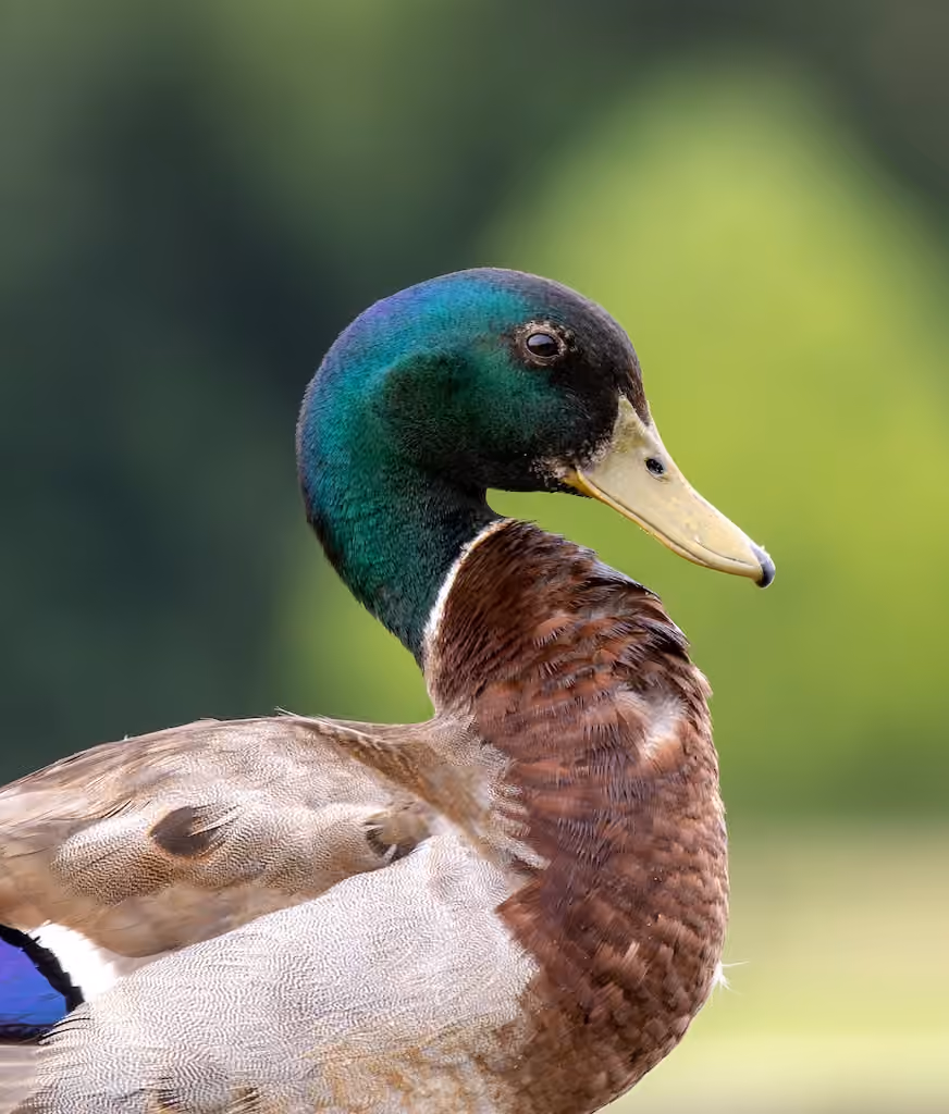 A mallard duck in profile against a soft green background