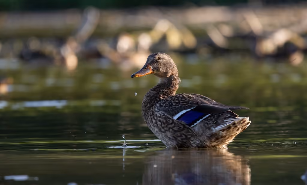 A mottled duck standing in calm water