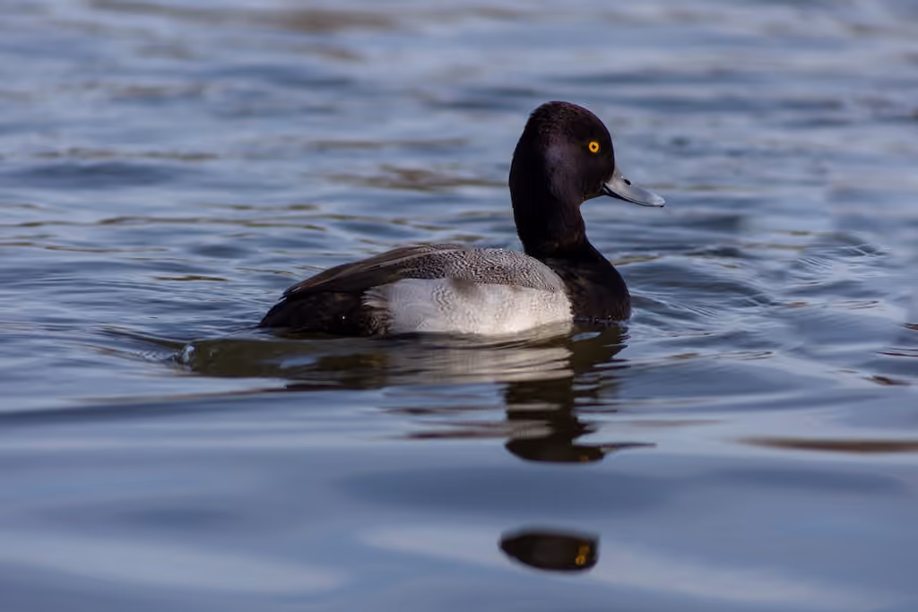A ring-necked duck swimming across blue water