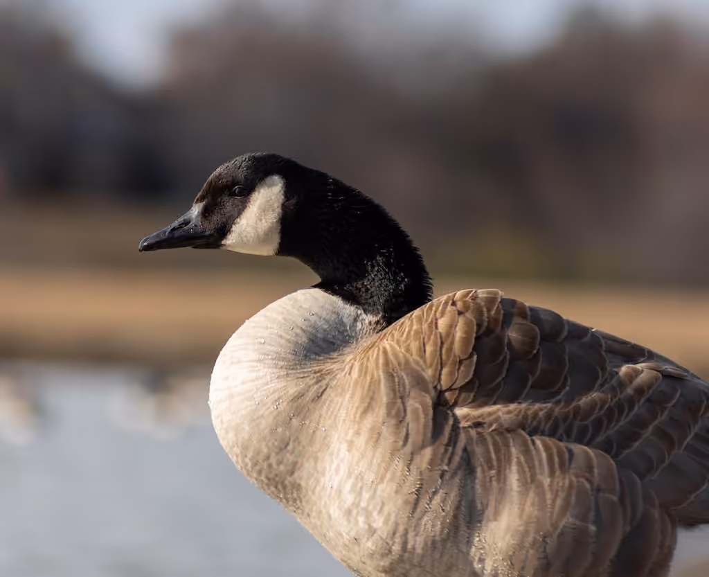 A Canada goose resting near the edge of a pond