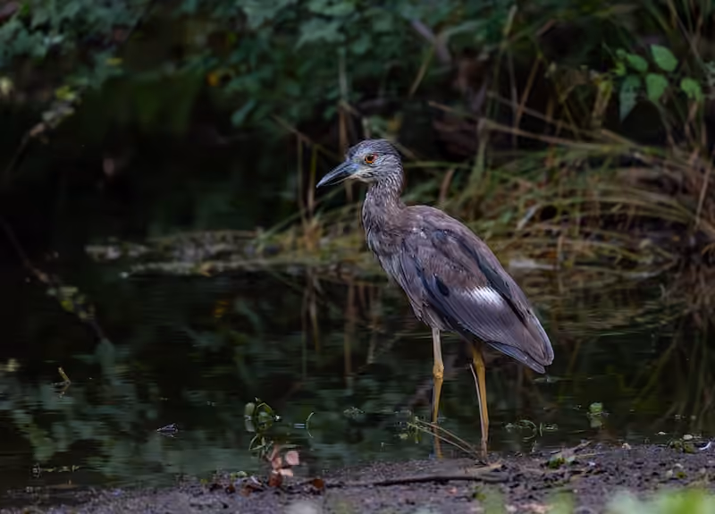 A juvenile night heron standing beside dark water